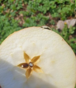 Apfel