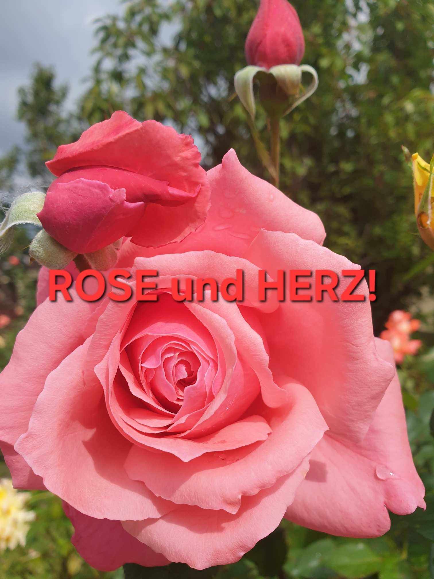Mehr über den Artikel erfahren ROSE UND HERZgesundheit!